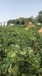 Логотип Yehuda Winery