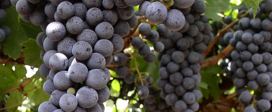 Argov Estate Vineyard & Winery