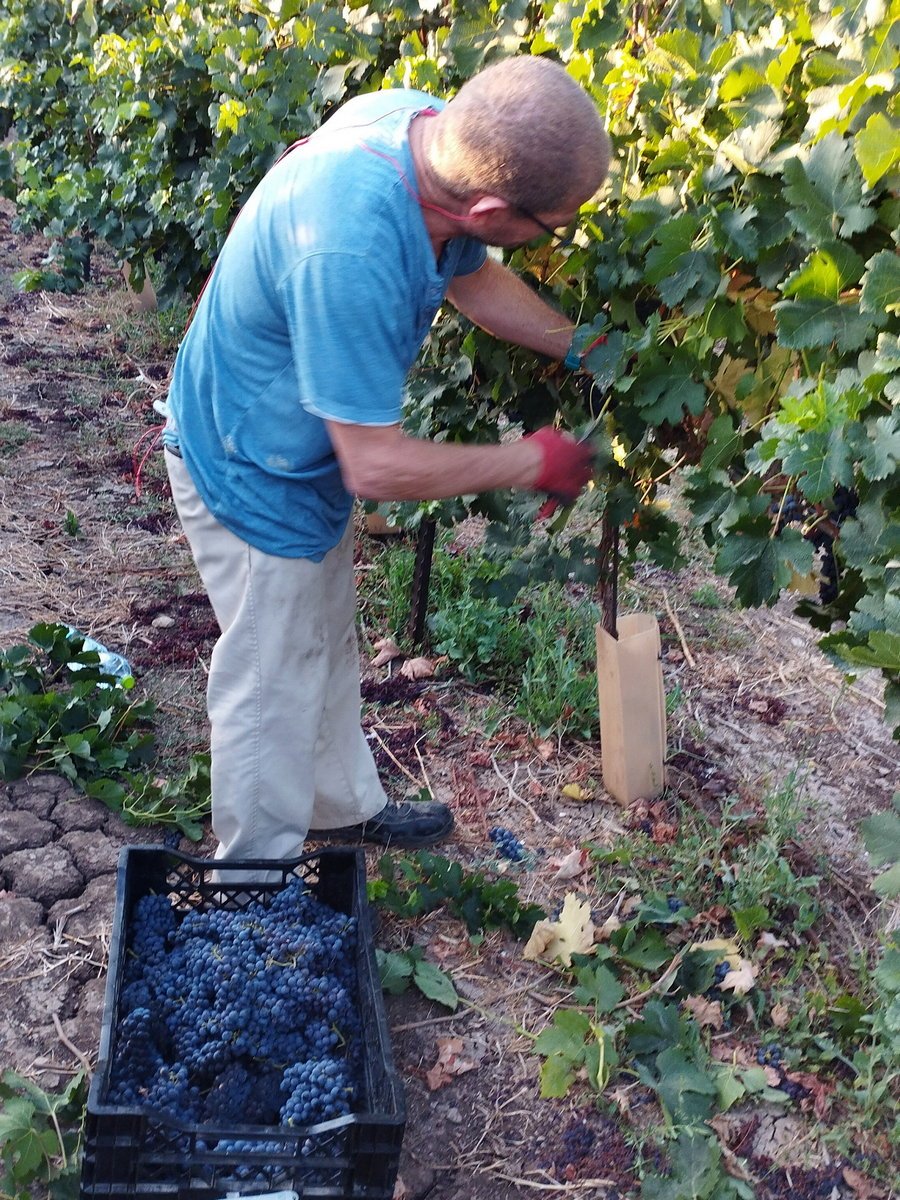 יקב אלון השעם - Alon Hasham Winery