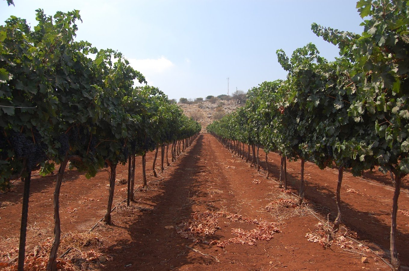 Amram
