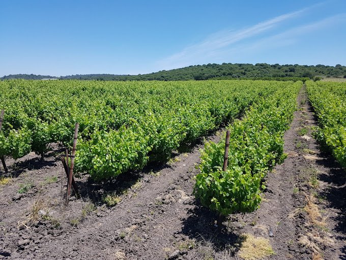 Argov Estate Vineyard & Winery