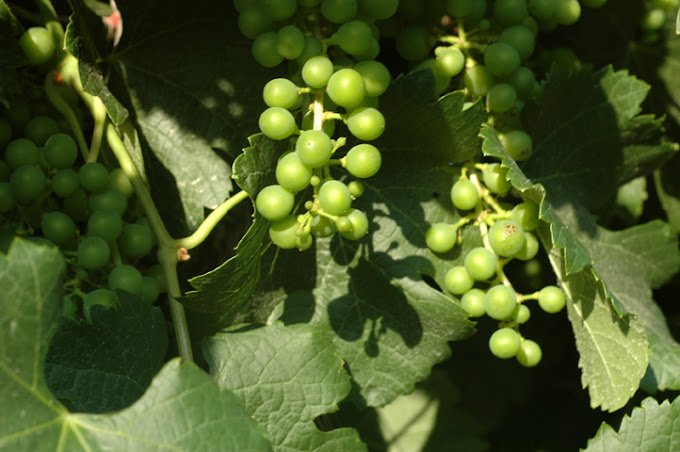 Argov Estate Vineyard & Winery