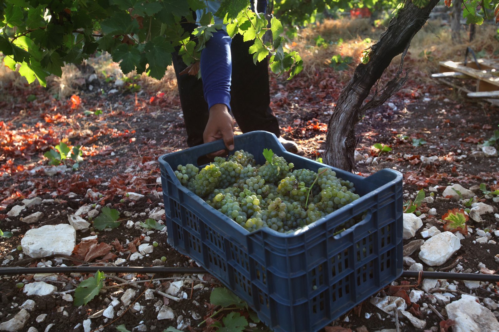 Bar-Maor Winery