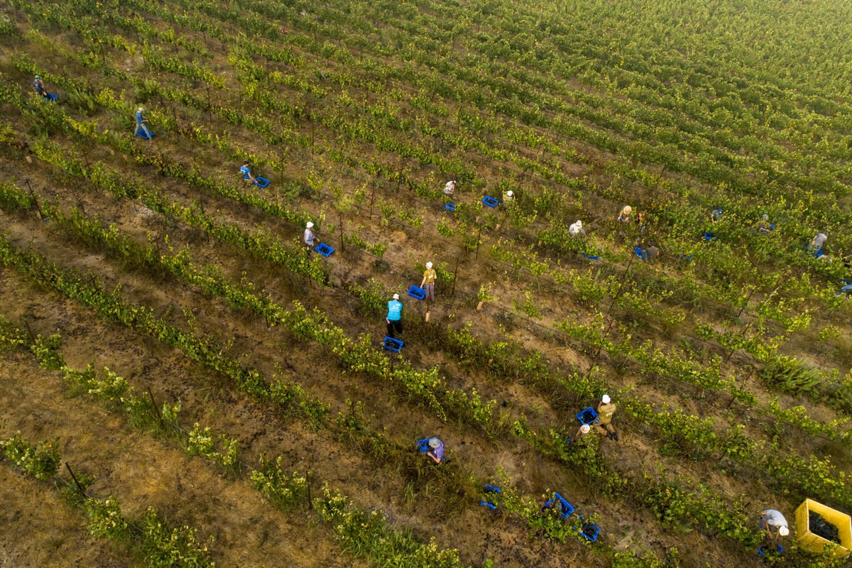 Bat Shlomo Vineyards