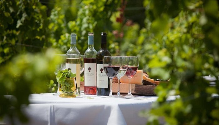 Bat Shlomo Vineyards