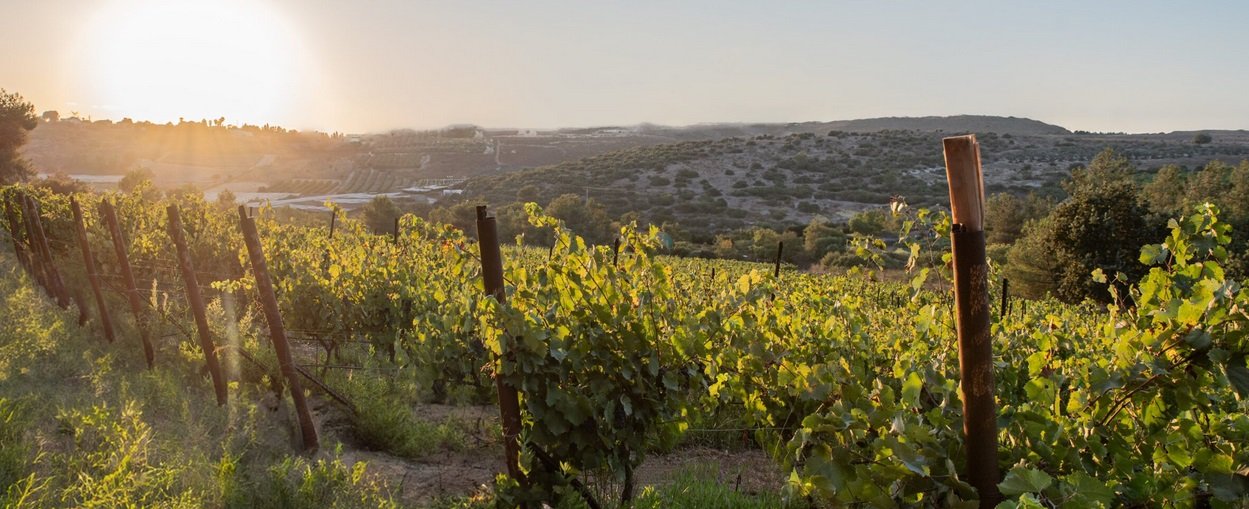 Bat Shlomo Vineyards