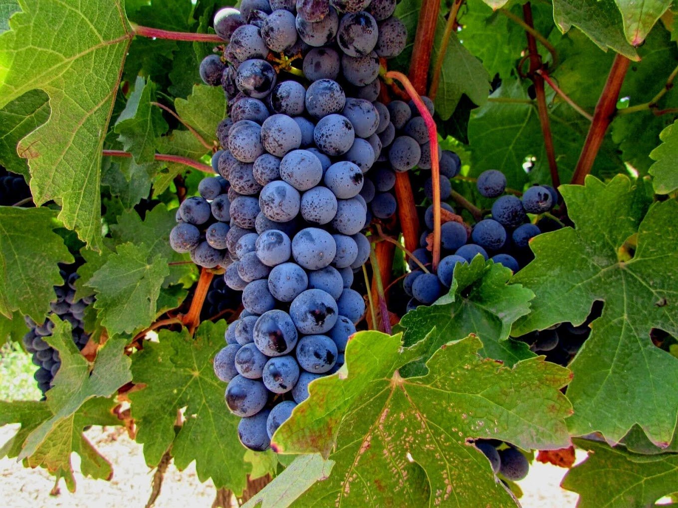Chateau Remo