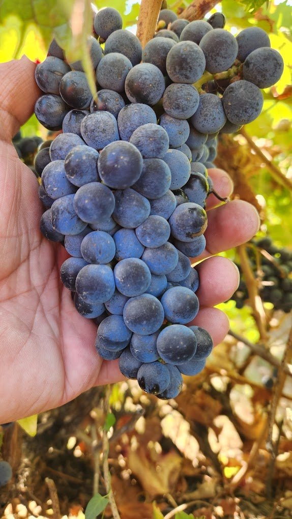 Chateau Remo