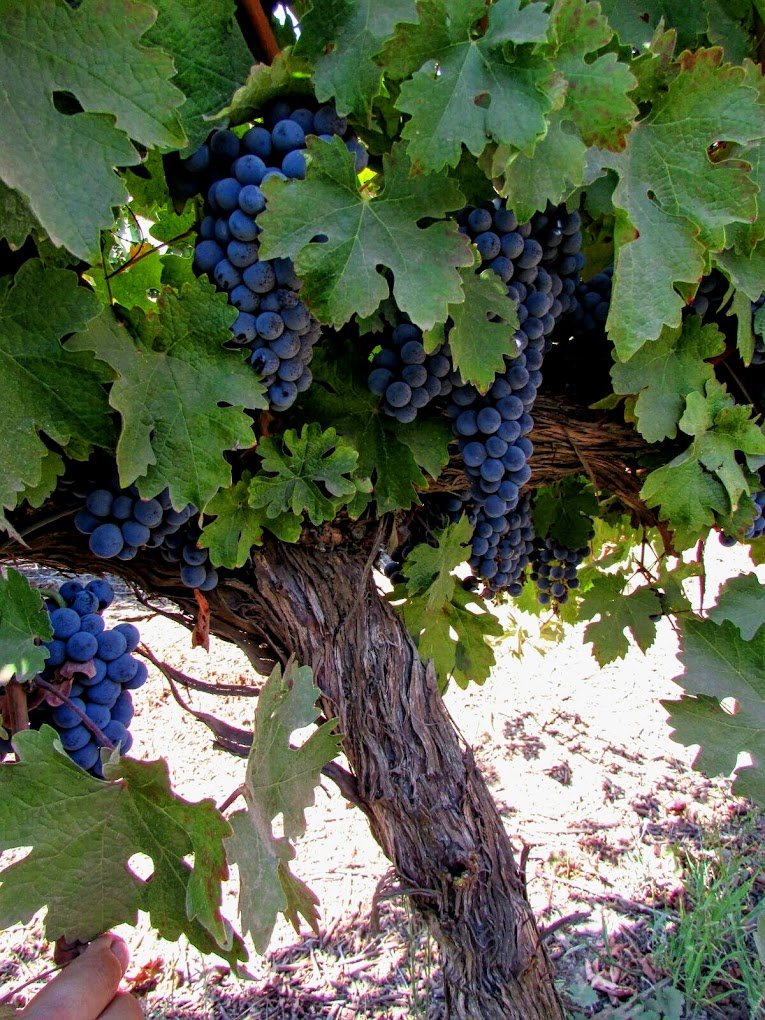 Chateau Remo