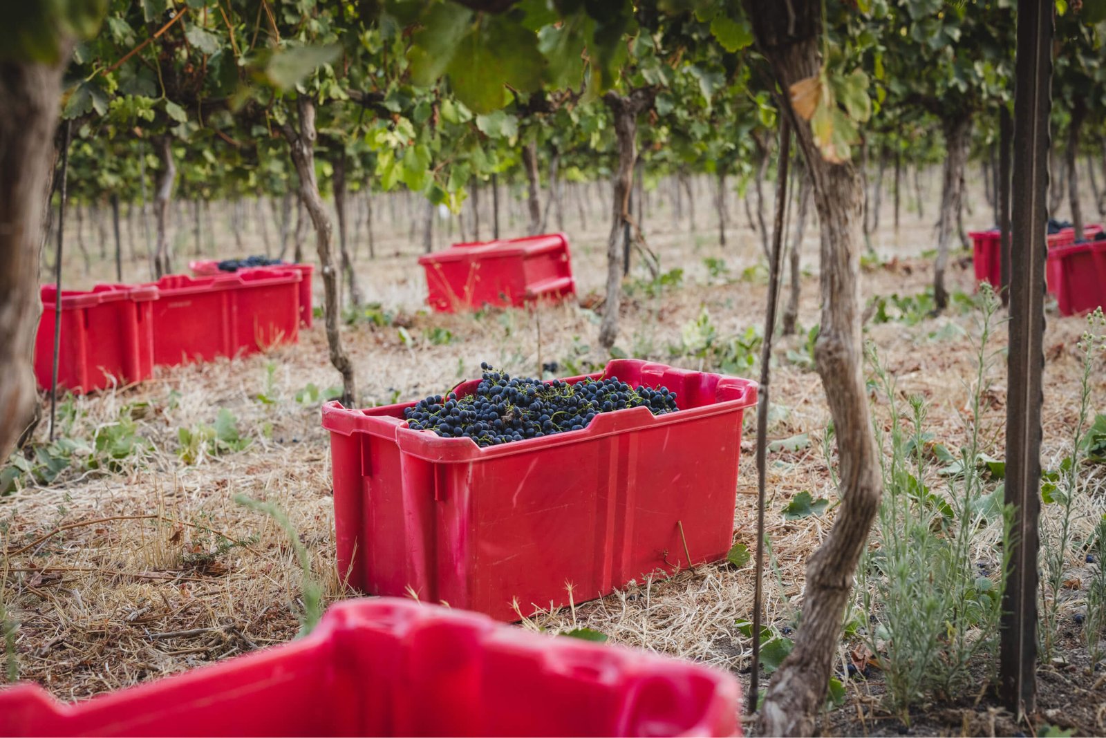 Clos de Gat