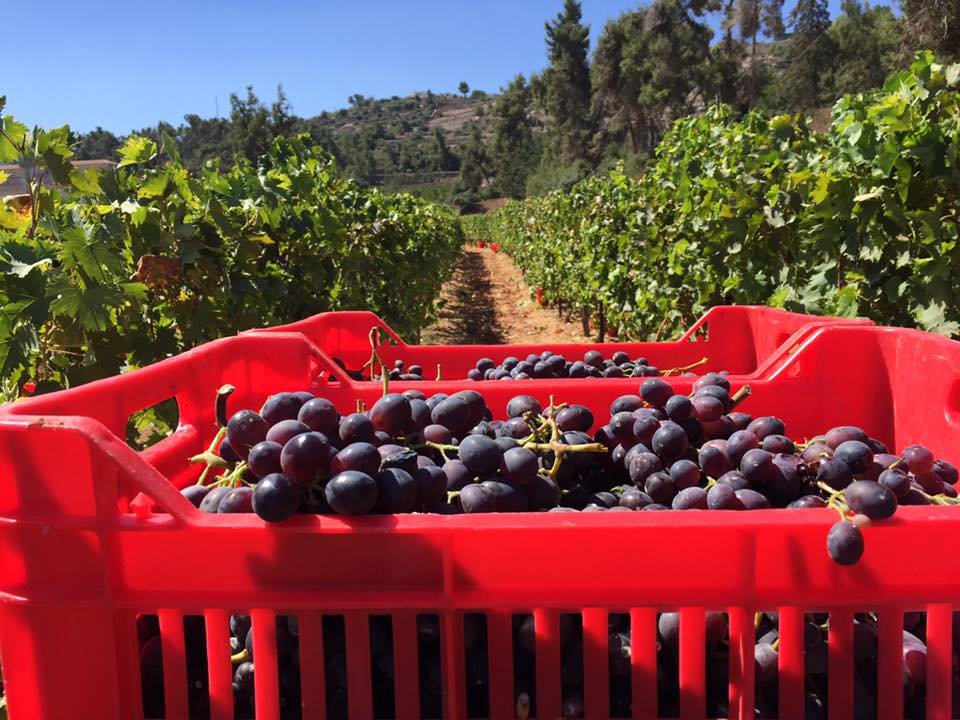 Cremisan Wine Estate