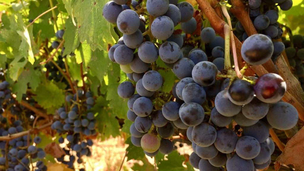 Domaine Herzberg