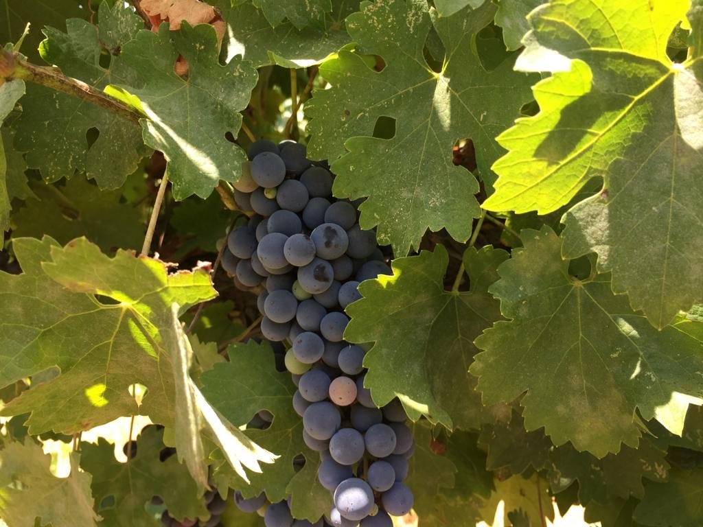 Domaine Herzberg