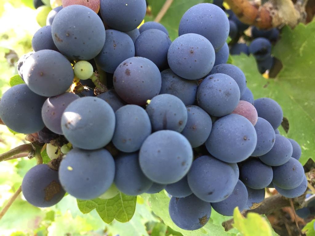 Domaine Herzberg