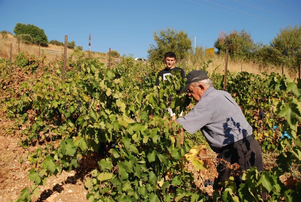 Ashkar Winery
