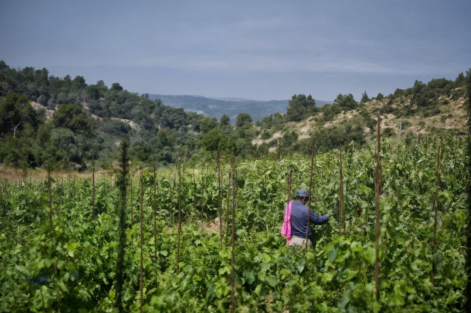 Razi'el Winery