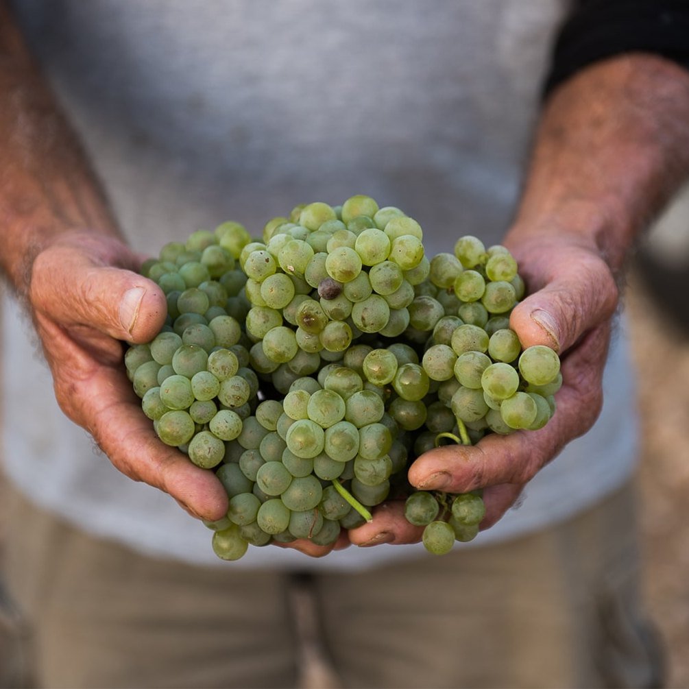 Five Stones Vineyards