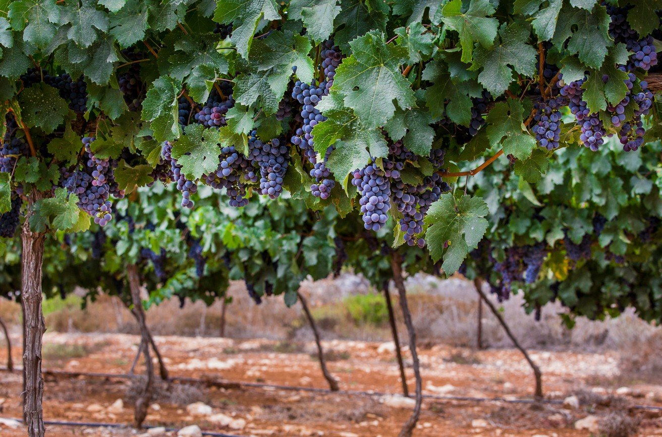 Har Bracha Winery