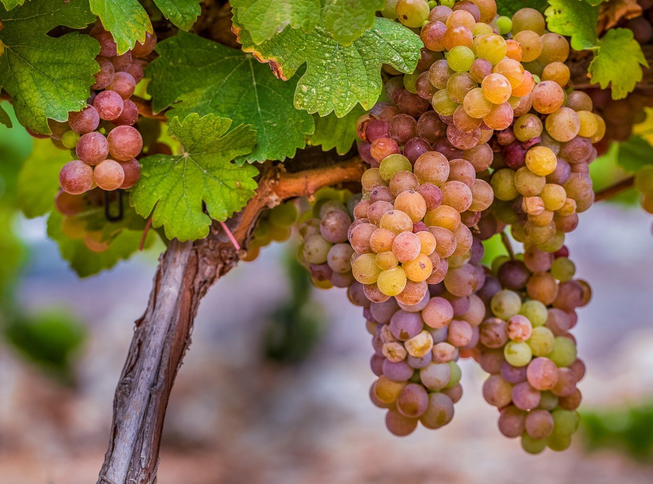 Har Bracha Winery