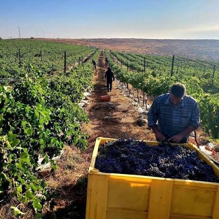 Hevron Heights Winery