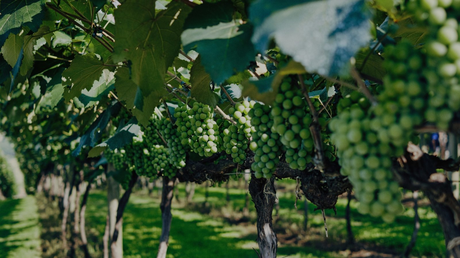 Jerusalem Wineries