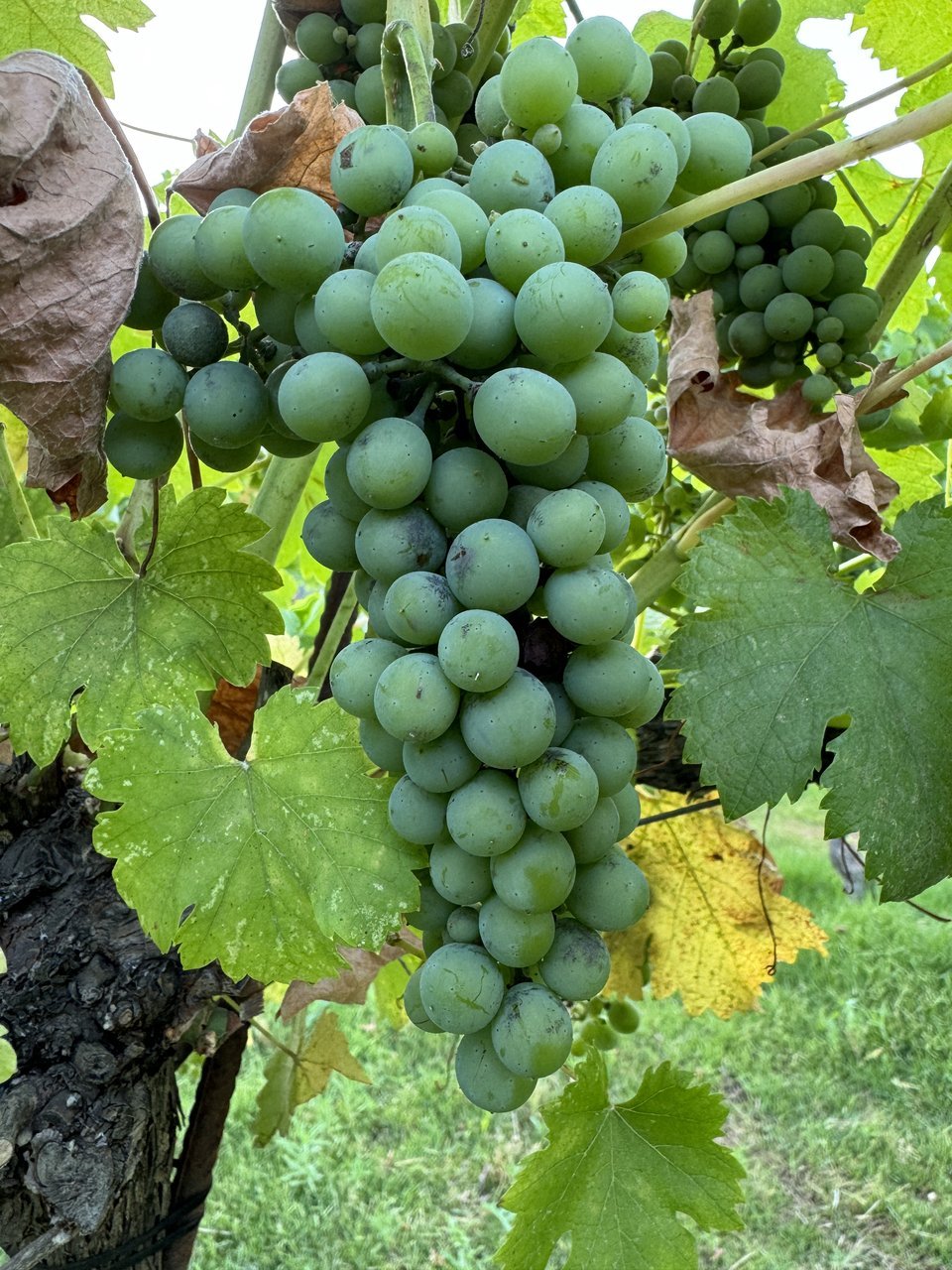 Ulu Boutique Winery