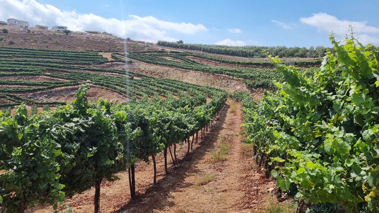 Bahat Winery