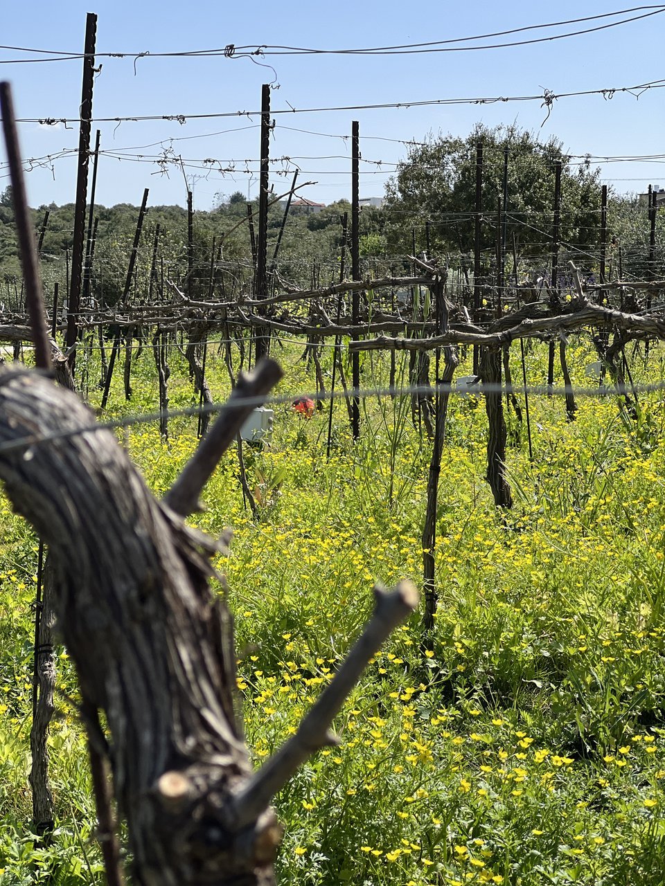 Ulu Boutique Winery