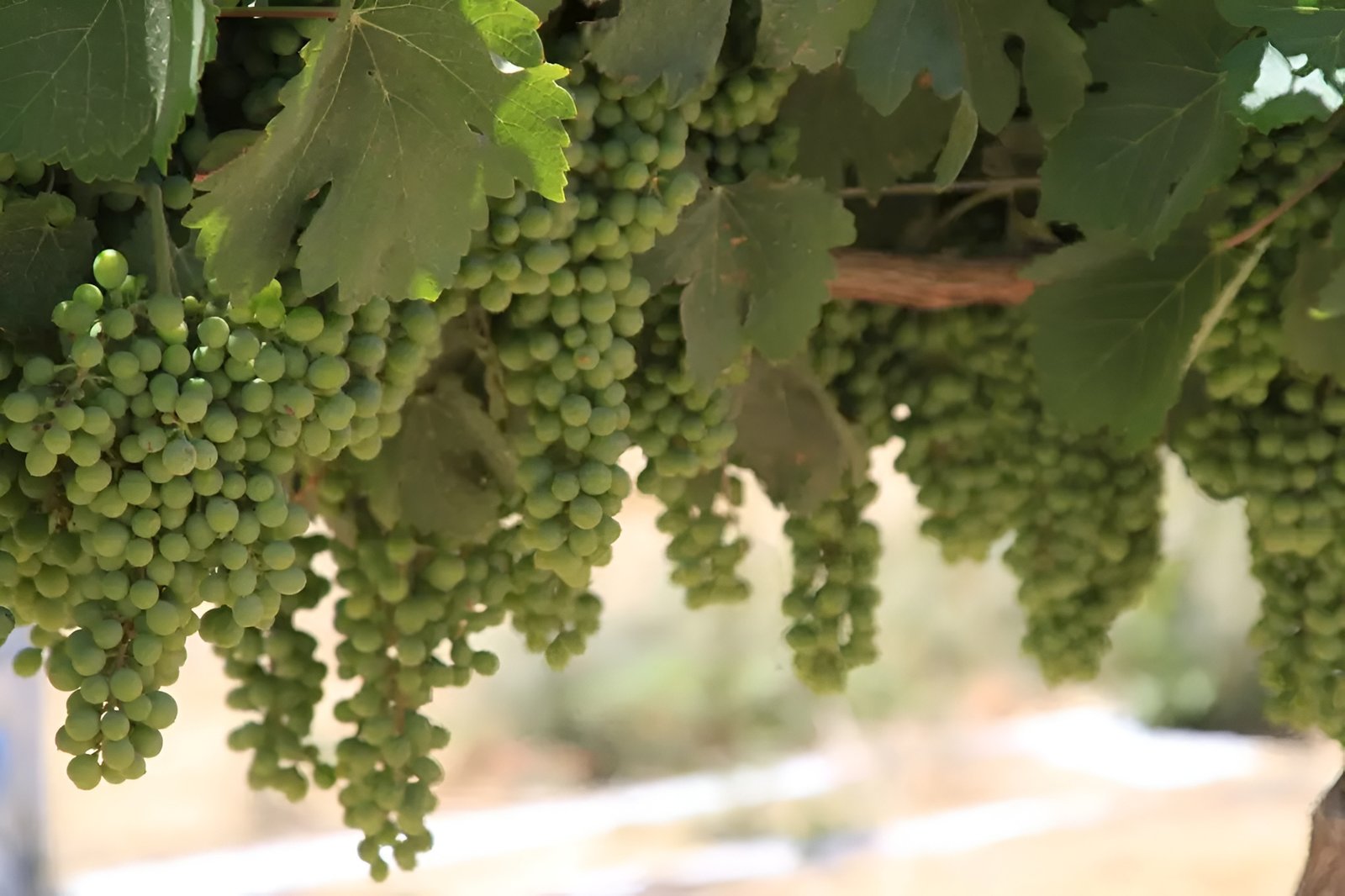 Midbar Winery