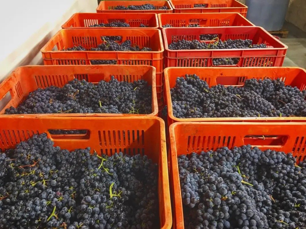 Simon Winery