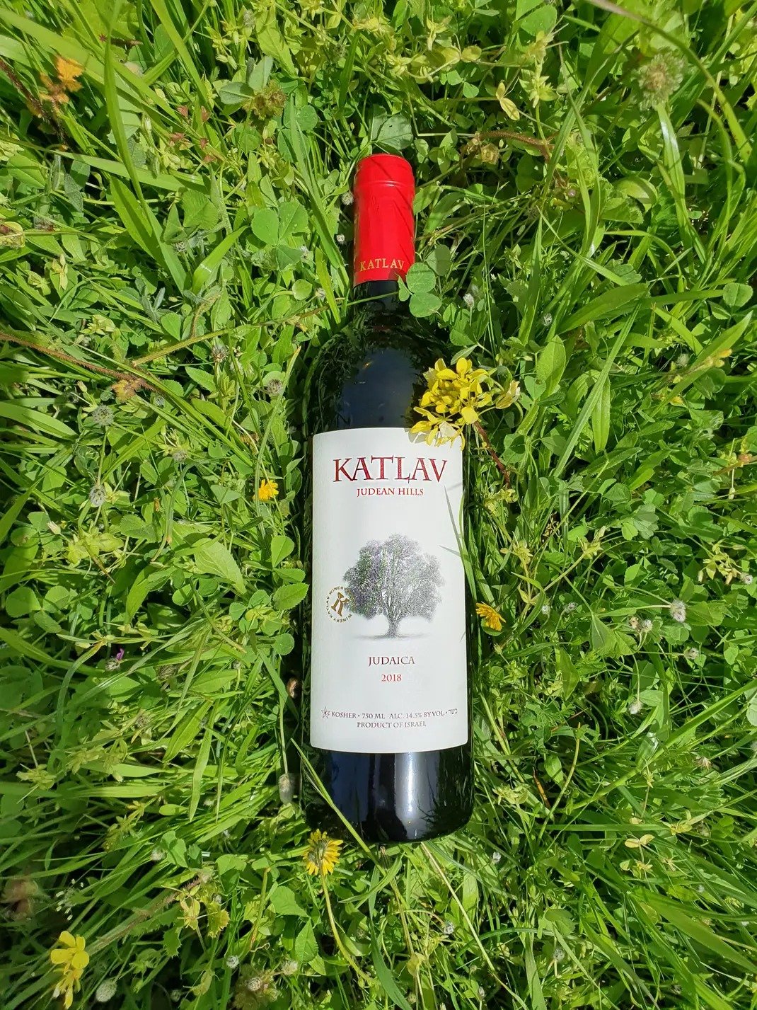 Katlav