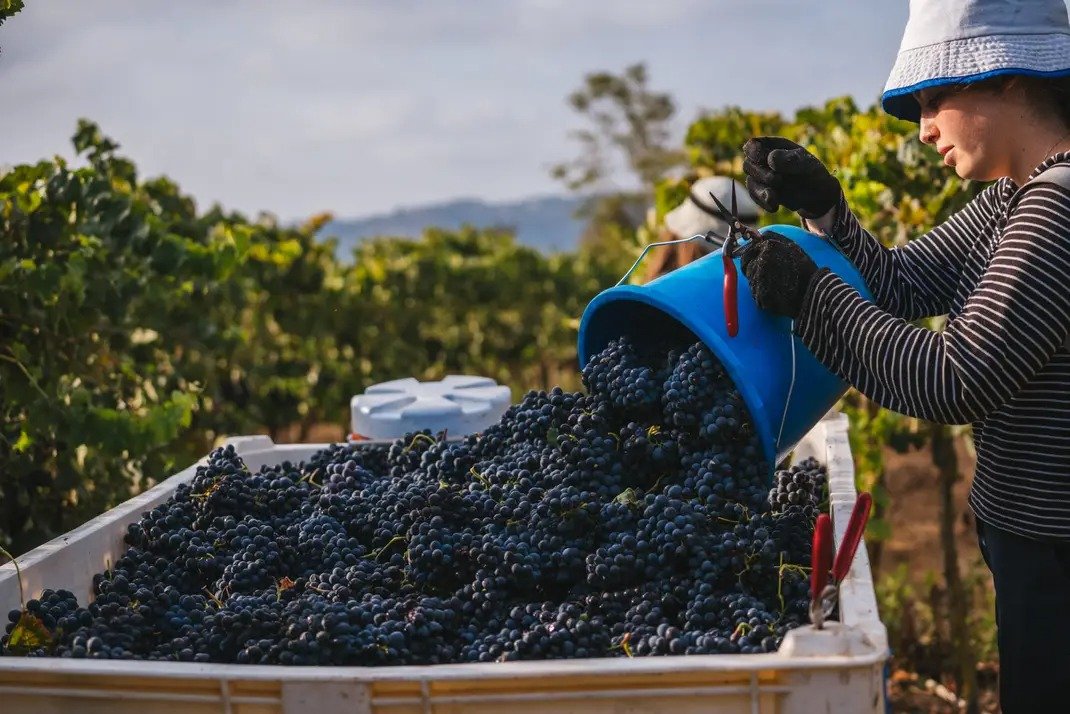Razi'el Winery