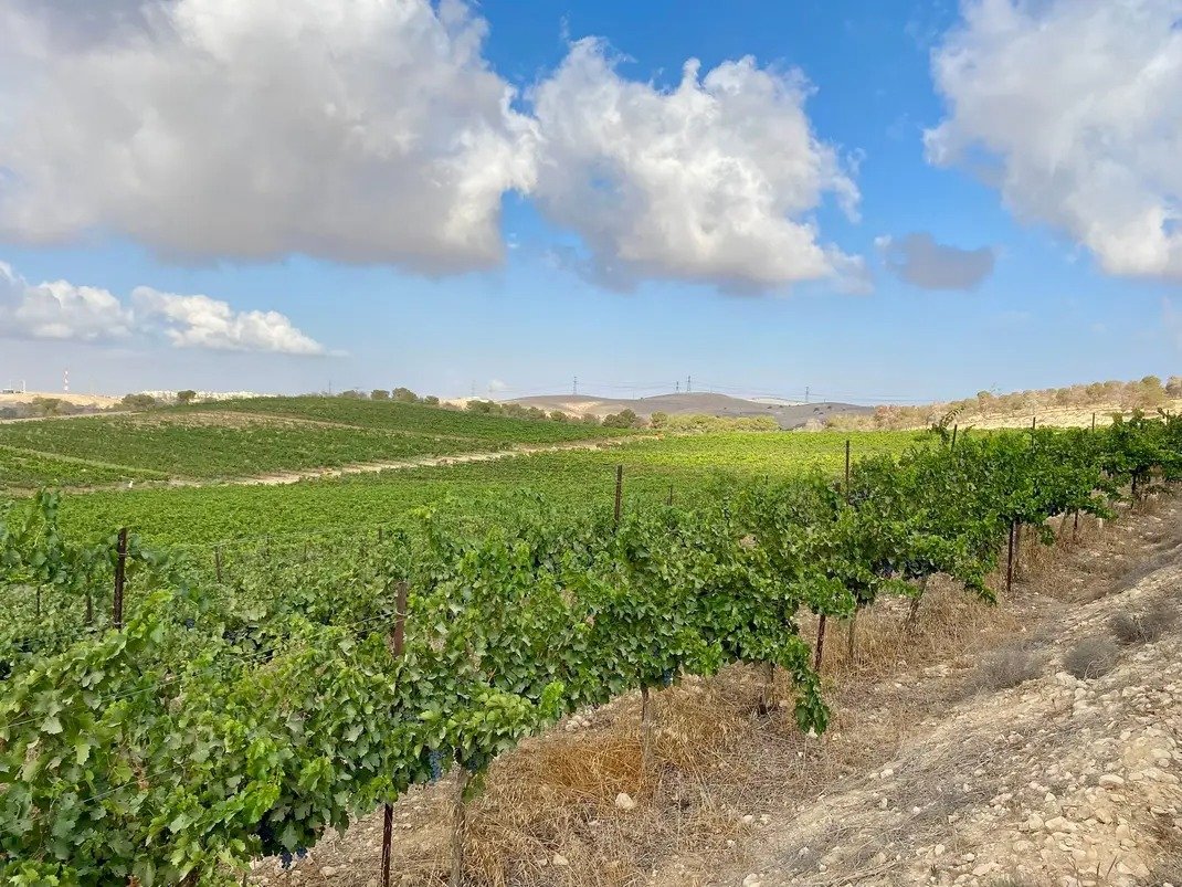Tel Afek