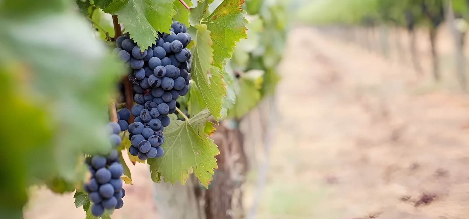 Moa Winery