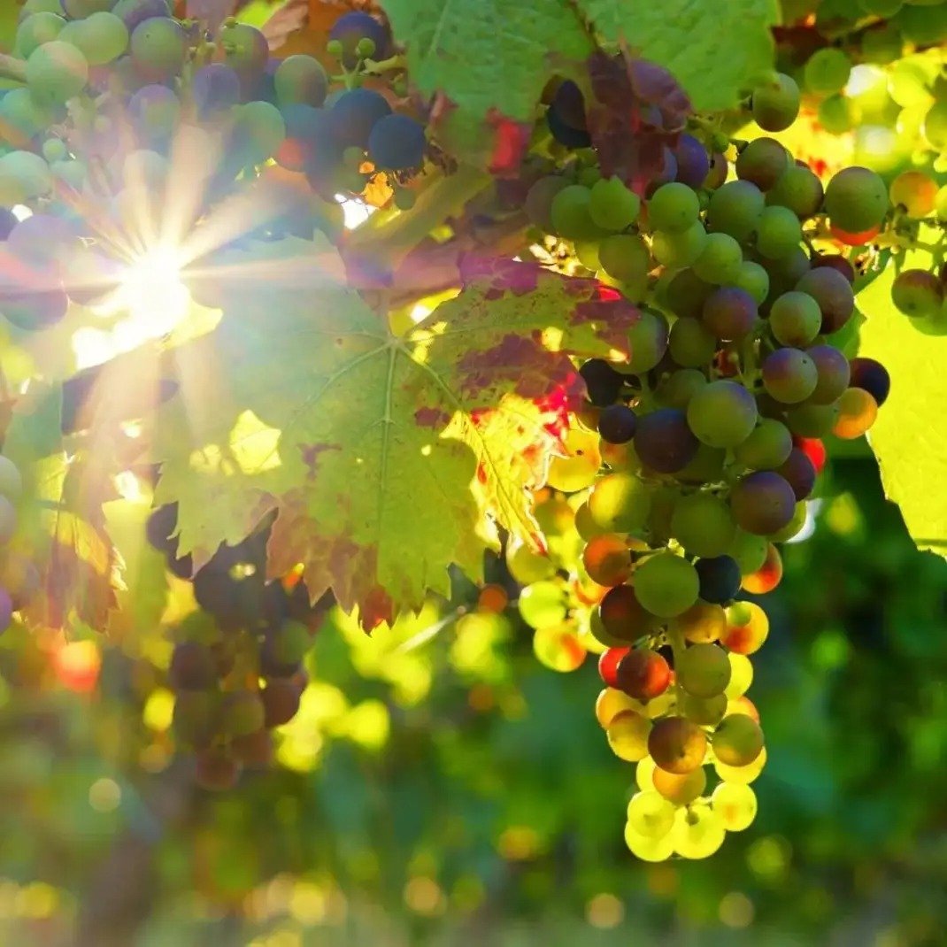 Moa Winery