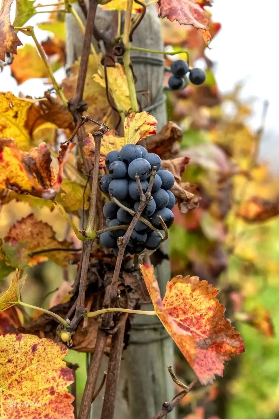 Trio Winery