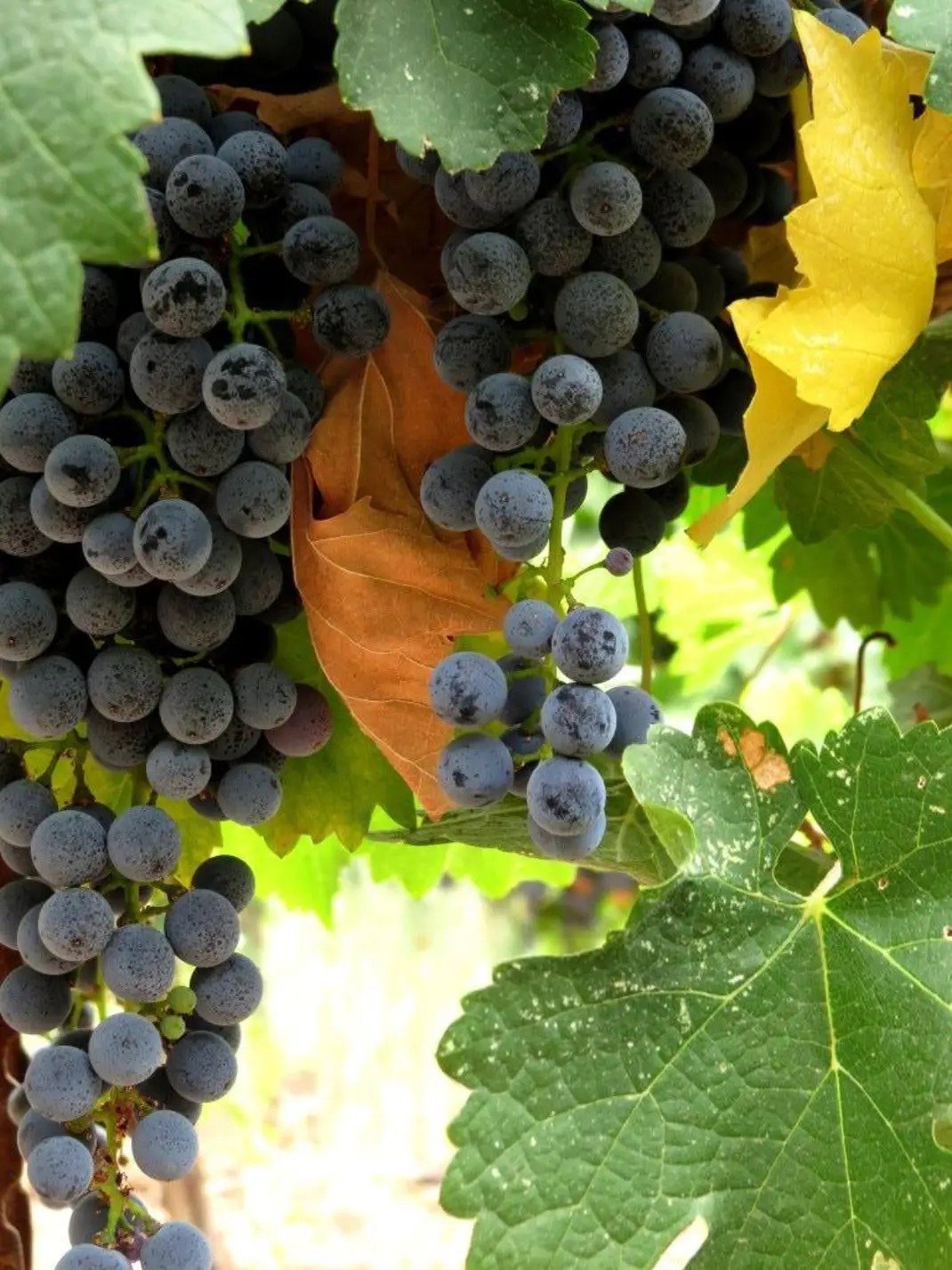 Adulam Winery & Vineyards