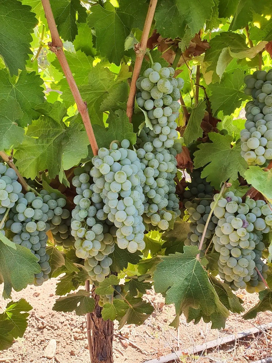Mony Vineyard
