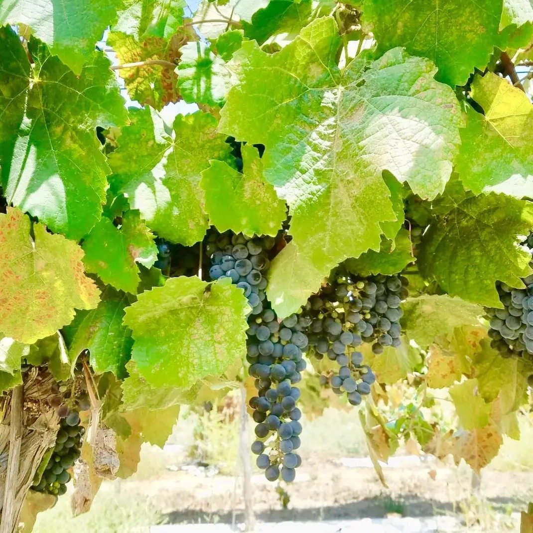 Midbar Winery