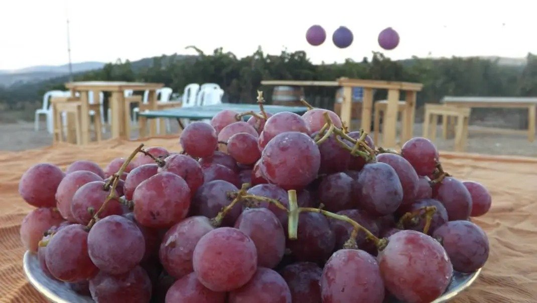Adulam Winery & Vineyards