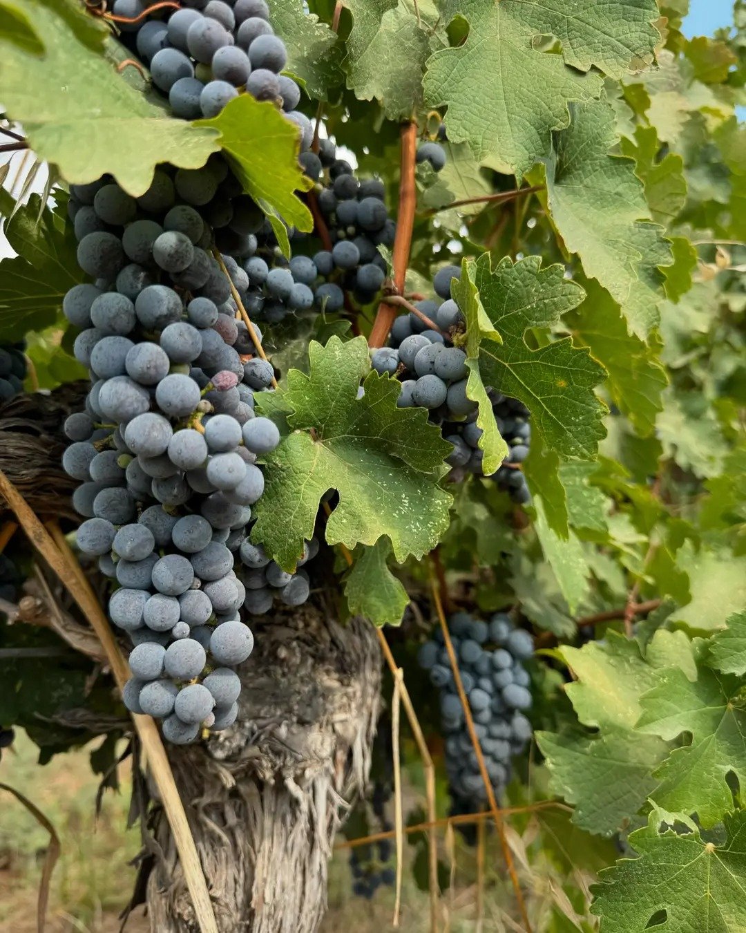 Adulam Winery & Vineyards