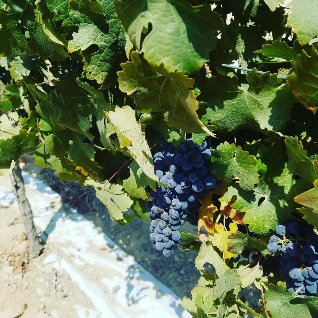 Midbar Winery