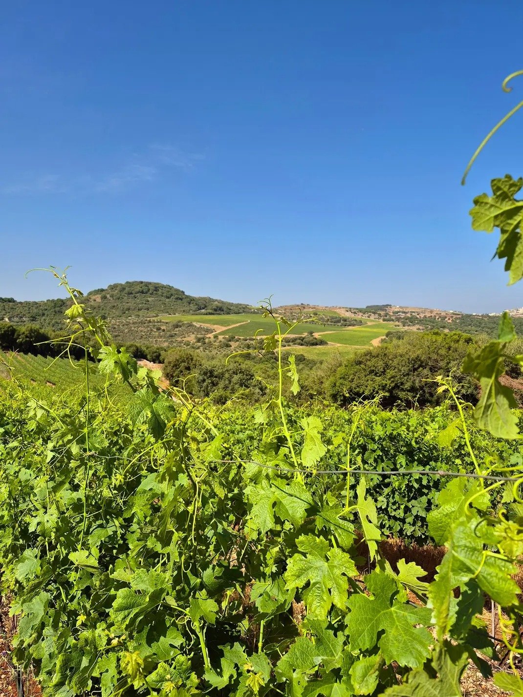 Lahat Wines