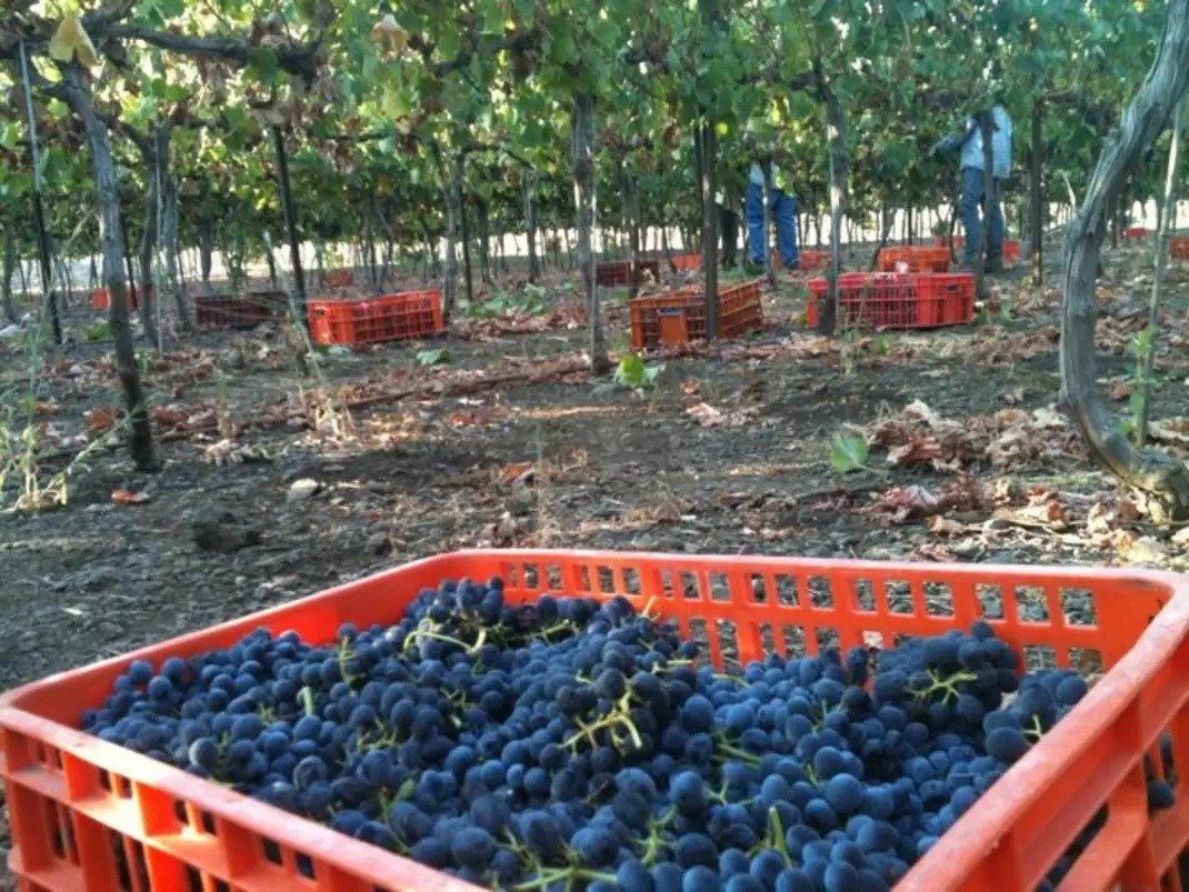 Ram Winery