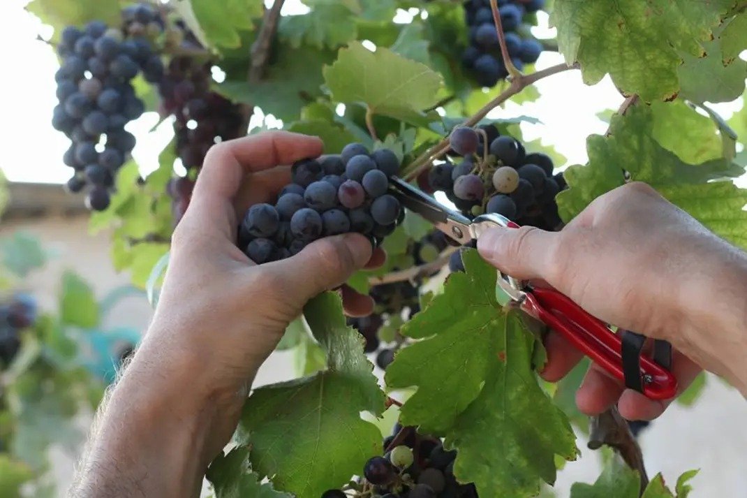 Rota Winery