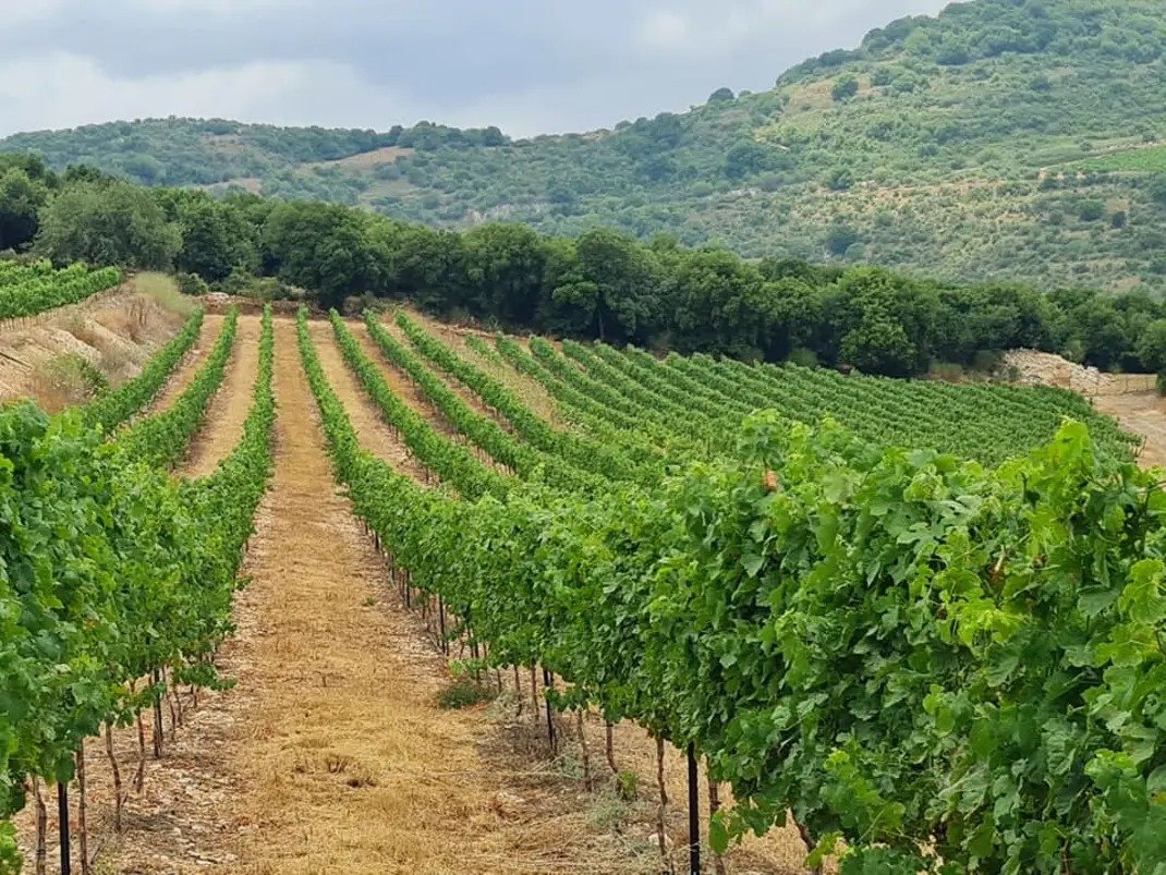 Lahat Wines