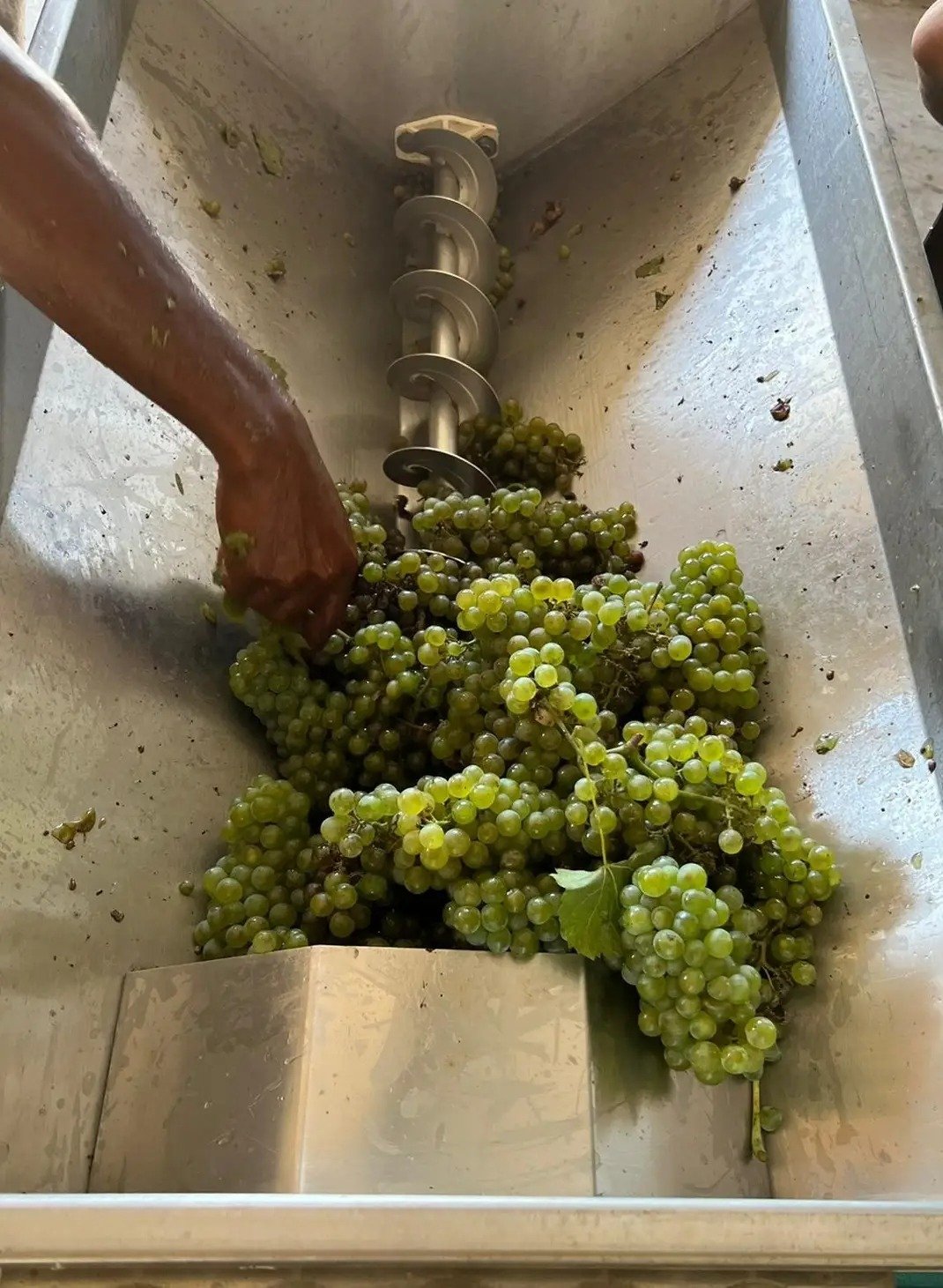 Salomon Vineyards