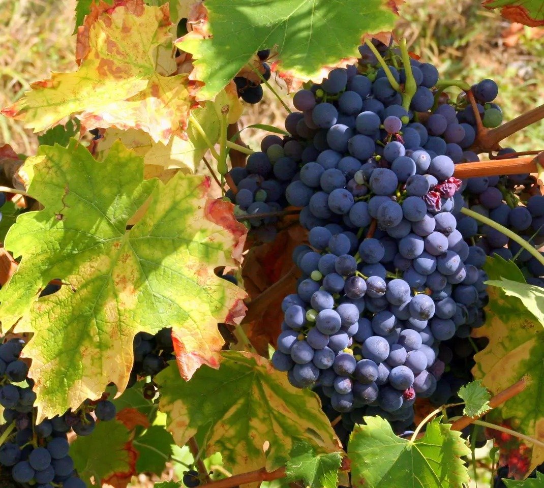 Midbar Winery
