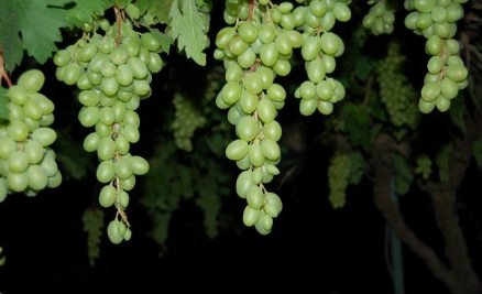 Jascala