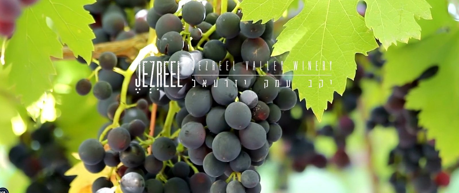 Jezreel
